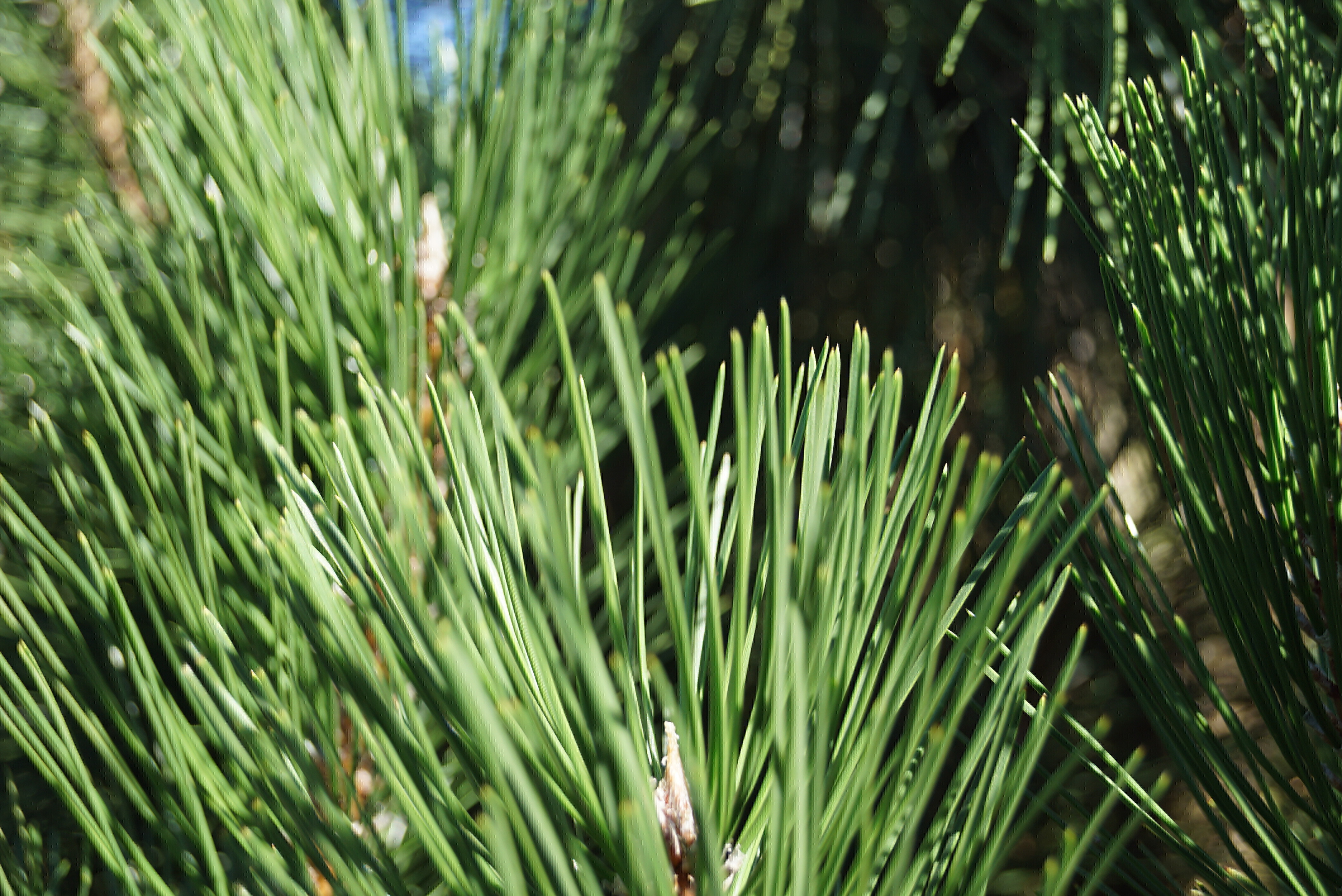 Pinus nigra 'Pyramidalis' (5)